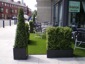 Boxwood Hedge Large
