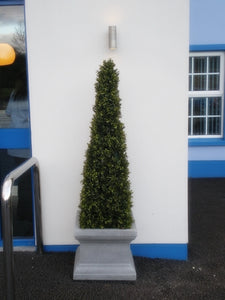 Boxwood Spire 125cm