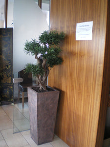 Podocarpus Tree