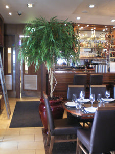 Chinese Willow