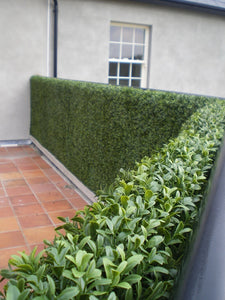Boxwood Tile