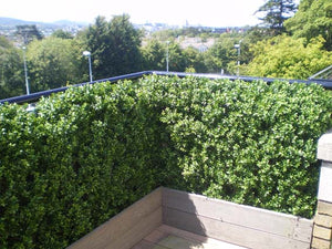 Boxwood Hedge Large