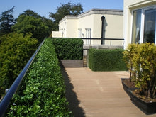 Load image into Gallery viewer, Boxwood Hedge Large