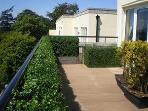 Boxwood Hedge Large