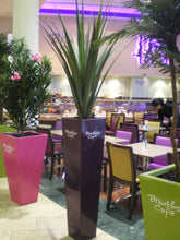Load image into Gallery viewer, Pandanus Base Plant