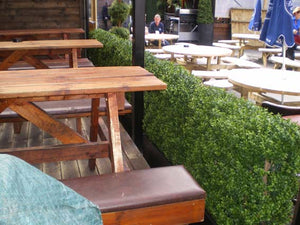 Boxwood Hedge Large