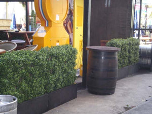 Boxwood Hedge Large
