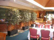 Load image into Gallery viewer, Ficus Varigated