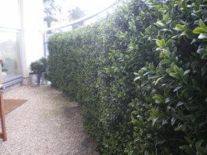 Boxwood Hedge Large