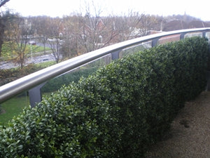 Boxwood Hedge Large