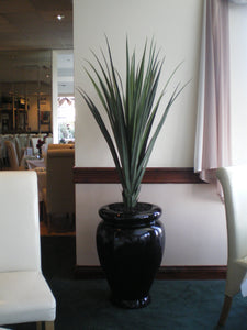 Pandanus Base Plant