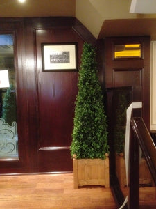 Boxwood Spire 125cm