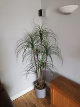 Load image into Gallery viewer, Pony Tail Palm