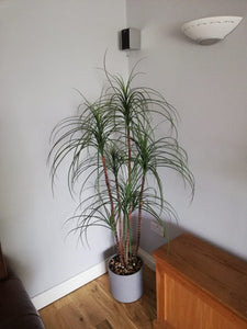 Pony Tail Palm