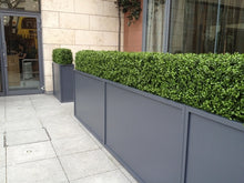 Load image into Gallery viewer, Boxwood Hedge Medium