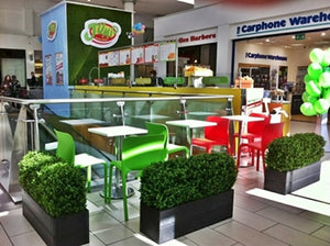 Boxwood Hedge Medium