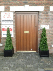 Boxwood Spire 125cm