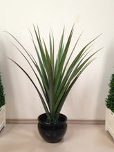 Load image into Gallery viewer, Pandanus Base Plant