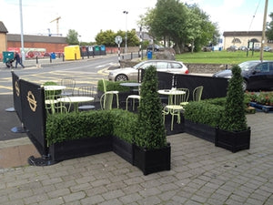 Boxwood Hedge Medium