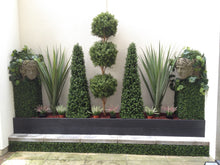 Load image into Gallery viewer, Pandanus Base Plant