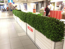 Load image into Gallery viewer, Boxwood Hedge Medium