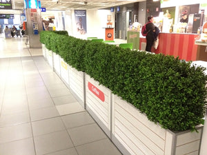 Boxwood Hedge Medium