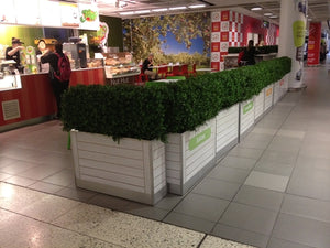 Boxwood Hedge Medium