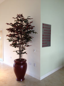 Capensia Tree