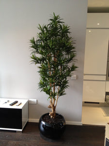 Dracaena Reflexa Bonsai