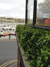 Load image into Gallery viewer, Boxwood Hedge Small