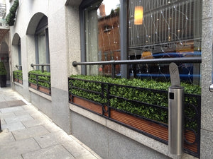 Boxwood Hedge Medium