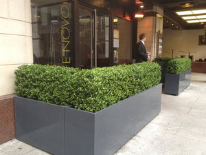 Boxwood Hedge Medium