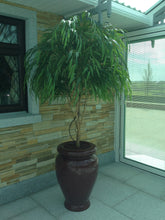 Load image into Gallery viewer, Chinese Willow