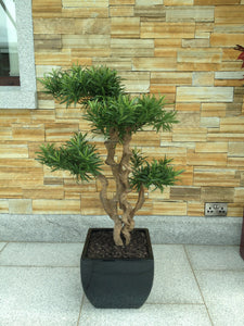 Podocarpus Tree