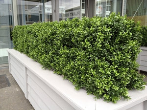 Boxwood Hedge Medium