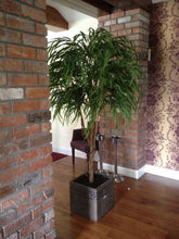 Load image into Gallery viewer, Chinese Willow