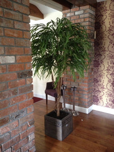 Chinese Willow