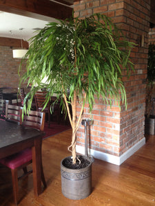 Chinese Willow