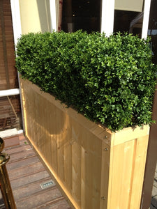 Boxwood Hedge Medium