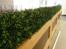 Load image into Gallery viewer, Boxwood Hedge Small