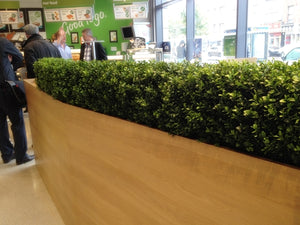 Boxwood Hedge Small