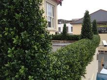 Load image into Gallery viewer, Boxwood Hedge Medium