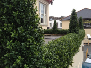 Boxwood Hedge Medium
