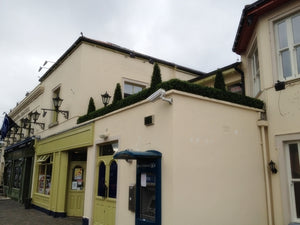 Boxwood Hedge Medium