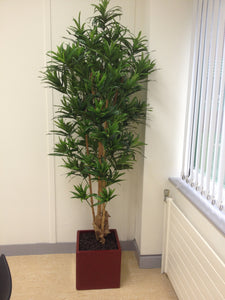 Dracaena Reflexa Bonsai