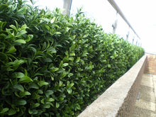 Load image into Gallery viewer, Boxwood Hedge Small