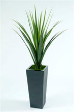 Load image into Gallery viewer, Pandanus Base Plant