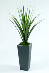 Pandanus Base Plant