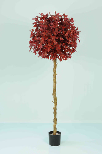 Ficus Retusa Red Tree