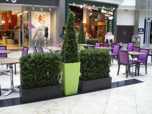 Boxwood Hedge Large